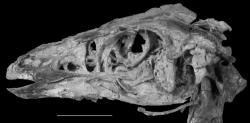 Skvěle zachovaná fosilní lebka ornitomimida druhu Sinornithomimus dongi. Tento menší „pštrosí“ dinosaurus sdílel ekosystémy s chilantaisaurem i jeho menším příbuzným shaochilongem. Oba pro něj nejspíš představovali smrtelné nebezpečí. Kredit: Yoshitsugu Kobayashi and Jun-Chang Lü, Wikipedie (CC BY 2.0)