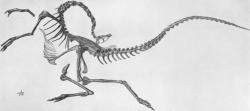 Výborně zachovaná fosilie téměř kompletní kostry druhu S. altus (AMNH 5339), objevená Barnumem Brownem u řeky Red Deer v kanadské Albertě roku 1914. Právě podle této kostry stanovil v roce 1917 paleontolog H. F. Osborn rod Struthiomimus. Wikipedie, volné dílo.