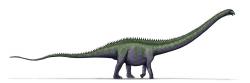 Původce stop z Plagne mohl být podobný celkovým tvarem těla i velikostí obřímu severoamerickému diplodokidovi druhu Supersaurus vivianae. Také tento sauropod dosahoval délky kolem 35 metrů a hmotnosti asi 40 tun. Kredit: LadyofHats, Wikipedie (volné dílo)