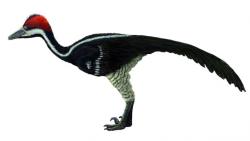 Na druhohorní dinosaury bychom měli pohlížet jako na příklad neuvěřitelného evolučního úspěchu. K domnělé zaostalosti a nezpůsobilosti měla tato skupina obratlovců skutečně velmi daleko. Zde mongolský troodontid druhu Zanabazar junior. Kredit: FunkMonk, Wikipedie (CC BY 3.0)