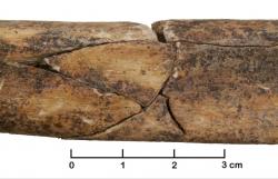 Zlomenina holenní kosti dospělého člověka. Nález z masového neolitického hrobu v Německu. Kredit: Christian Meyer http://www.pnas.org/content/112/36/11217