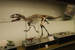 Rekonstrukce kostry typového exempláře japonského teropoda druhu Fukuiraptor kitadaniensis. Tento menší, asi 4 až 5 metrů dlouhý dravec náležel nejspíš do kladu Megaraptora a jeho blízkým příbuzným tak mohl být například australský rod Australovenator wintonensis. Kredit: Titomaurer; Wikipedia (CC BY-SA 4.0)