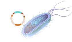 Pro ilustraci, plazmidy běžné velikosti. Kredit: National Human Genome Research Institute (NHGRI).