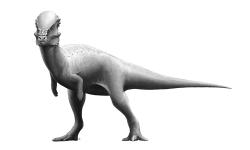 Výtvarná rekonstrukce přibližného vzezření dospělého exempláře pachycefalosaurida druhu Pachycephalosaurus wyomingensis. Tento středně velký ptakopánvý dinosaurus dosahoval délky kolem 4,5 metru a mohl vážit až několik stovek kilogramů. Kredit: Fred Wierum; Wikipedia (CC BY 4.0)
