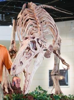 Rekonstruovaná kostra pozdně křídového mongolského tyranosaurida druhu Alioramus remotus. Tento teropodní predátor měl velmi lehkou stavbu těla a zároveň dlouhé a silné nohy, což mu propůjčovalo schopnost rychlého běhu. Kredit: Texas A&M University-Commerce Marketing Communications Photography; Wikipedia (CC BY 2.0)