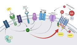 Schéma ukazuje jak se řada signálních drah propojuje na NADPH oxidázách (RBOH), jak jsme jej popsali v článku (Kulich et al., 2026). Pro zajímavost, ATP je indukce žvýkáním nebo okusem, IAA je auxin a reakce na gravitaci, MCA1 je reakce na natažení membrány a RALF je reakce na poruchu v buněčné stěně. Na všechny tyto a řadu dalších signálů reaguje rostlina zapnutím NADPH oxidáz.