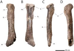 Holenní kost tyranosaurina ze souvrství Kirtland (člen Hunter Wash), zobrazená ze čtyř různých úhlů. Kost je dlouhá 96 cm a patřila značně velkému zástupci kladu Tyrannosaurini, žijícímu asi před 74 miliony let na území dnešního Nového Mexika. Kredit: Longrich et al. (2026).