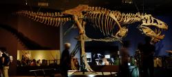 Kostra obřího jedince druhu Tyrannosaurus rex, známá jako „Scotty“ (RSKM P2523.8). Tento kolosální teropod měřil na délku až 13 metrů a vážil podstatně víc než dospělý samec slona afrického. Kredit: ★Kumiko★; Wikimedia Commons (CC BY-SA 2.0)