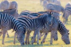 Nárůst koncentrace CO2 v atmosféře ocenily v Krugerově parku nejen rostliny. (Kredit: Safari v Africe). Nárůst koncentrace CO2 v atmosféře ocenily v Krugerově parku nejen rostliny. (Kredit: Safari v Africe).