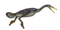 Výtvarná rekonstrukce přibližného vzezření druhu Hesperornis regalis. Podobně nejspíš vypadal i jeho o několik milionů let mladší příbuzný, jehož fosilní pera a kosti byly objeveny v koprolitu ze souvrství Hell Creek. Kredit: TotalDino; Wikimedia Commons (CC BY-SA 4.0)