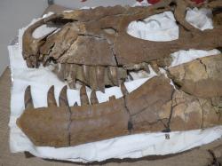 Lebka typového exempláře albertosaurinního tyranosaurida druhu Tromerosaurus solumons, původně považovaná za fosilii náležející rodu Daspletosaurus. Lebka by v kompletním stavu měřila na délku zhruba rovných 90 cm. Tento velký teropod obýval území dnešní kanadské provincie Alberty v době před více než 76 miliony let. Kredit: Paleopod; Wikimedia Commons (CC BY-SA 4.0)