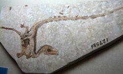 Typový exemplář malého teropodního dinosaura druhu Sinosauropteryx prima. Tento raně křídový čínský kompsognatid se před 30 lety stal prvním vědě známým prokazatelně opeřeným neptačím dinosaurem. Kredit: Sam/Olai Ose/Skjaervoy; Wikimedia Commons (CC BY-SA 2.0)