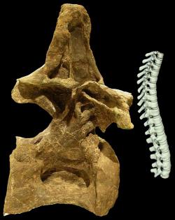Pátý presakrální obratel typového exempláře druhu Brachiosaurus altithorax (FMNH P25105) v porovnání s celou hrudní a bederní částí páteře dospělého člověka. Na první pohled je zřejmé, že brachiosauři byli nepochybně gigantickými živočichy. Kredit: Mike Taylor; Wikipedia (CC BY 4.0)
