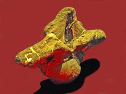 Obří hrudní obratel loňkosaurního titanosaurního sauropoda druhu Puertasaurus reuilli. Na výšku měří tato kost 106 cm, na šířku pak dokonce 168 cm. Kredit: Hectonichus; Wikipedia (CC BY-SA 4.0) Obří hrudní obratel loňkosaurního titanosaurního sauropoda druhu Puertasaurus reuilli. Na výšku měří tato kost 106 cm, na šířku pak dokonce 168 cm. Kredit: Hectonichus; Wikipedia (CC BY-SA 4.0)