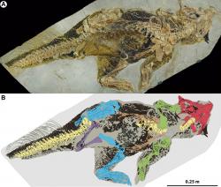 Fantasticky dochovaná fosilie zatím s jistotou neurčeného druhu rodu Psittacosaurus, žijícího v období rané křídy na území dnešní severovýchodní Číny. Jedná se nepochybně o jednu z nejlépe dochovaných zkamenělin ptakopánvých dinosaurů vůbec. Oblast kloaky je dobře viditelná jako mírně vystupující obrys za zadní končetinou dinosaura. Kredit: Vinther et al. (2016); Wikipedia (CC BY-SA 4.0)