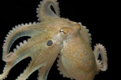 Chobotnice dvouskvrnná, za normálních okolností samotář. Kredit: Tom Kleindinst.