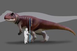 Přibližné vzezření a velikost obřího teropoda, který vytvořil největší objevené stopy v Queenslandu. Při délce kolem 10 metrů a výšce hřbetu 3 metry nebyl o mnoho menší než slavný severoamerický druh Tyrannosaurus rex. Ten žil ale o celých 100 milionů let později a patřil k vývojově vyspělejším teropodům. Záhadným dravým obrům z australské střední až pozdní jury tedy nebyl blízce příbuzný. Kredit: Dr. Anthony Romilio et al.; převzato z UQ News.