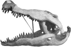 Obří lebka deinosucha, zrekonstruovaná a vystavená po dlouhá desetiletí v expozici Amerického přírodovědeckého muzea v New Yorku. Kredit: Roland T. Bird; Colbert, Edwin Harris (1954); Wikipedia (volné dílo)