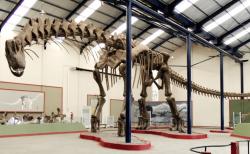 Gigantická kostra titanosaurního sauropoda druhu Argentinosaurus huinculensis v expozici muzea Museo Municipal Carmen Funes ve městě Plaza Huincul (provincie Neuquén, Argentina). Kostra je dlouhá bezmála 40 metrů a v nejvyšším bodě hřbetu dosahuje výšky 7,3 metru. Člověk si pod jejím hrudním košem připadá takřka nicotný. Kredit: Sellers et al. (2013); Wikipedie (CC BY 2.5)