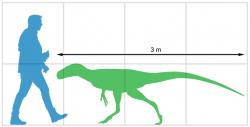 Velikostní srovnání malého tyranosauroida druhu Bagaraatan ostromi a dospělého člověka. Teropodní dinosaurus z pozdní křídy mongolské Gobi představoval zřejmě lovce menší až středně velké kořisti a potravně možná konkuroval mláďatům mnohem většího druhu Tarbosaurus bataar. Kredit: Paleocolour, Wikipedie (CC BY-SA 4.0)