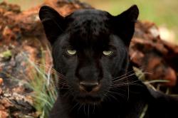 Černý panter neboli melanická forma levharta skvrnitého. Kredit: Rute Martins of Leoa's Photography (www.leoa.co.za), CC BY-SA 3.0