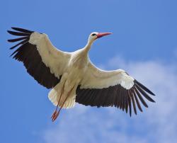 O tom, kolik čapích hnízd u nás je a která jsou obsazená již nyní, si uděláme jasnou představu z webových stránek cap.birdlife.cz.  (Foto: Carlos Delgado)