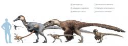 Pokud lze věřit závěrům nové studie, pak právě Microraptor zhaoianus je nejmenším známým druhohorním neptačím dinosaurem (na ilustraci pod číslem 1). I při velikosti dnešní vrány by však byl stále gigantem ve srovnání s nejmenším známým teropodním dinosaurem, současným ptáčkem kolibříkem nejmenším. Kredit: Fred Wierum, Wikipedie (CC BY-SA 4.0)