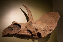 Část lebky eotriceratopse o velikosti malého automobilu. Tato tři metry dlouhá fosilie dokazuje, že také rohatí dinosauři překonávali hravě velikost dnešních slonů. Kredit: Roland Tanglao, Wikipedie