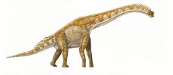 https://upload.wikimedia.org/wikipedia/commons/thumb/4/4d/Giraffatitan_DB.jpg/1280px-Giraffatitan_DB.jpg