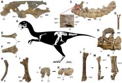 Kosterní diagram a dochované fosilní části kostry letos popsaného oviraptoridního teropoda druhu Gobiraptor minutus. Tento malý opeřený oviraptorosaur žil v období pozdní křídy (asi před 70 miliony let) na území dnešního Mongolska. Patří k záplavě nových dinosauřích druhů, které byly světu představeny v posledních dvou dekádách. Kredit: Lee et al. (2019); Wikipedie (CC BY-SA 4.0)