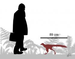 Silueta malého troodontidního teropoda druhu Hesperornithoides miessleri, objeveného v pozdně jurských sedimentech souvrství Morrison na území Wyomingu. Tento malý opeřený dravec dosahoval délky kolem 1 metru a pravděpodobně nevážil víc než kočka nebo malý pes. Jeho fosilie byla objevena v těsné blízkosti zkamenělé kostry obřího diplodokidního sauropoda druhu Supersaurus vivianae, dosahujícího délky až kolem 35 metrů. Kredit: PaleoNeolitic; Wikipedie (CC BY-SA 4.0)