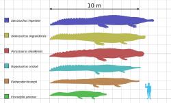 Purussauři byli jedněmi z největších krokodýlů všech dob, mezi kajmany pak pravděpodobně největšími vůbec. Jejich fosilie jsou známé z mnoha oblastí na severu Jižní Ameriky a mají stáří zhruba 20 až 5 milionů let. Purussauři tedy představovali velmi úspěšné a dlouhodobě existující predátory dávných sladkovodních ekosystémů Brazílie a několika dalších států. Na ilustraci je purussaurus vybarven červeně. Kredit: Smokeybjb; Wikipedie (CC BY-SA 3.0)