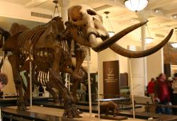 Mastodont (M. Americanum). Relativně nedávno vyhynulí chobotnatci dokázali urazit v krátké době značné vzdálenosti. Cílem jejich jarního putování na sever byl „sraz“ mastodontních samců a samiček ochotných přijít do jiného stavu. Foto: Ryan Somma, Wikipedia, CC BY-SA 2.0