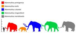 Mamut srstnatý (červená silueta) byl v rozporu s obecným názorem relativně malým druhem mamuta a chobotnatce obecně. Dospělí samci pravděpodobně nebyli větší než samci dnešních slonů afrických. Největší exempláře snad mohly dorůstat do hmotnosti 8000 kg, obvykle však byli zástupci tohoto druhu podstatně menší. Kredit: Wikipedie (volné dílo)