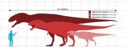 Velikost několika známých zástupců druhu Mapusaurus roseae v porovnání s člověkem. Velcí jedinci tohoto smečkového lovce mohli dosahovat délky přes 12 metrů a jejich lebka byla dlouhá přes 1,5 metru. Tito teropodi byli současníky obřího sauropoda argentinosaura. Kredit: Slate Weasel, Wikipedie (volné dílo)