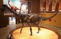 Rekonstruovaná kostra velkého sauropodního dinosaura druhu Camarasaurus supremus v expozici muzea MUJA (Museo del Jurásico de Asturias – Jurské muzeum Asturského knížectví) na severu Španělska. Kredit: Mario Modesto; Wikipedie (CC BY-SA 3.0)
