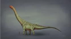 Patagotitan mayorum byl nepochybně obřím sauropodem, podle Gregoryho Paula ale na argentinosaura nestačil. Představuje nicméně největšího sauropodního dinosaura, známého podle relativně kompletních kosterních exemplářů. Hmotnost tohoto titanosaura činila přinejmenším 50 tun, délka mohla přesáhnout 37 metrů. Kredit: Mario Lanzas; Wikipedie (CC BY-SA 4.0)