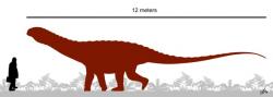 Na poměry sauropodních dinosaurů byl Saltasaurus loricatus poměrně malým druhem. Ačkoliv by v současné přírodě patřil s hmotností několika tun k největším suchozemským zvířatům, oproti svým obřím příbuzným byl spíše trpaslíkem. Například slavný Argentinosaurus huinculensis, žijící zhruba o 25 milionů let dříve, byl přibližně třikrát delší a patnáctinásobně těžší. Kredit: PaleoNeolitic; Wikipedie (CC BY-SA 4.0)
