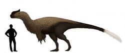Velikostní srovnání druhu S. kazuoensis s dospělým člověkem. Tento proceratosaurid byl vzdáleným příbuzným proslulého tyranosaura, žijícího zhruba o 53 milionů let později na západě Severní Ameriky. Sinotyrannové zřejmě dosahovali délky 7,5 až 10 metrů a hmotnosti mezi 1,2 až 2,5 tunami, a patřili tak k největším známým vývojově primitivním tyranosauroidům. Kredit: Countmustard, Wikipedie (CC BY-SA 4.0)