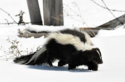 Skunk (Mephitis mephitis), často zvaný skunk smradlavý, je dalším tvorem proužkatého společenství u něhož Tim Caro hodlá přijít na kloub jeho výrazné odlišnosti. (Kredit: Dan & Lin Dzurisin, Wikipedia)