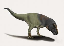 Obří teropodi, jako byl až šestitunový dospělec druhu Tarbosaurus bataar, byli příliš těžcí na to, aby z nich byli rychlí běžci. Přesto skýtaly jejich relativně dlouhé a silné nohy velkou výhodu – dělaly z nich efektivní a vytrvalé chodce na dlouhé vzdálenosti. Obří tyranosauridi možná dokázali kráčet rychlostí pomalého lidského běhu dlouhé desítky minut. Kredit: Josep Asensi; Wikipedie (CC BY-SA 4.0)