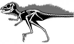 Kosterní diagram a silueta těla malého heterodontosaurida druhu Tianyulong confuciusi. Tento nejspíše všežravý tvoreček o hmotnosti menšího krkavce obýval území dnešní severovýchodní Číny v období počínající pozdní jury, asi před 158 miliony let. Jeho tělesné opeření nejspíš bylo velmi nápadným fyzickým rysem. Kredit: Paul C. Sereno; Wikipedie (CC BY-SA 3.0)