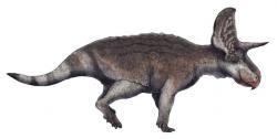 Přibližná podoba druhu Turanoceratops tardabilis v představě umělce. Tento malý rohatý dinosaurus se zřejmě dokázal oproti svým mnohem mohutnějším příbuzným z pozdějších geologických období poměrně rychle pohybovat. Kromě útěku mohl být jeho obrannou strategií před dravými dinosaury také život ve stádech. Kredit: Teratophoneus; Wikipedie (CC BY-SA 3.0)
