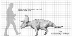 Porovnání velikosti turanoceratopse a dospělého člověka. Při délce kolem 2 metrů a hmotnosti necelých 200 kilogramů patřil tento zástupce rohatých dinosaurů mezi poměrně malé druhy. Je možné, že se stával častou kořistí tyranosauroida druhu Timurlengia euotica, dosahujícího délky 3 až 4 metry a hmotnosti až kolem 270 kilogramů. Kredit: Teratophoneus; Wikipedie (CC BY-SA 3.0)