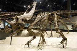 Rekonstruovaná kostra velkého chasmosaurinního ceratopsida druhu Utahceratops gettyi v expozici Muzea přírodní historie v Utahu (Salt Lake City). Tito několikatunoví býložravci žili zřejmě ve stádech a společně se bránili před útoky velkých tyranosauridních predátorů, jako byl druh Teratophoneus curriei. Kredit: J. Lallensack; Wikipedie (CC BY-SA 4.0)