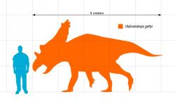 Silueta zobrazující přibližný tvar těla a velikost dospělého jedince utahceratopse v porovnání s člověkem. Lebka tohoto ceratopsida mohla dosahovat délky až 2,4 metru a patřila tedy k nejdelším známým lebkám u suchozemských živočichů vůbec (delšími lebkami se honosili jen někteří další ceratopsidi, jako byl Torosaurus latus nebo Eotriceratops xerinsularis). Kredit: Slate Weasel; Wikipedie (volné dílo)