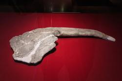 Exponát v podobě nejnápadnějšího anatomického znaku gigantspinosaura, kterému vděčí i za své rodové jméno. Jeho přesná funkce není známá, pravděpodobně však šlo o prvek pasivní obrany a snad i o prostředek vnitrodruhové signalizace nebo prostě jen produkt pohlavního výběru. Kredit: Zhangzhugang, Wikipedie (CC BY 4.0)