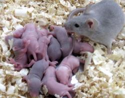Saitouovy myši. Z vajíček vypěstovaných ze somatických (tělních) buněk se myším maminkám rodí zdravá myšata. Jsou plodná a rodí další zdravé potomstvo. Kredit: Katsuhiko Hayashi.
