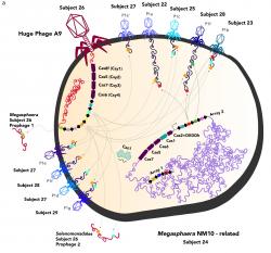 Fágy napadající bakterie megasféru. Megafág A9 vlevo nahoře, červeně. Kredit: Jill Banfield lab / UC Berkeley.