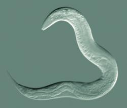 Seznamte se: Caenorhabditis elegans, nástroj molekulární a vývojové biologie. (Kredit: Bob Goldstein, UNC Chapel Hill)